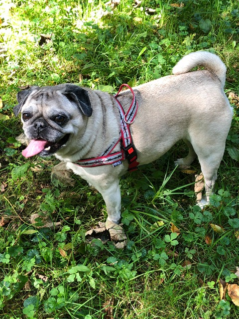 Lulu