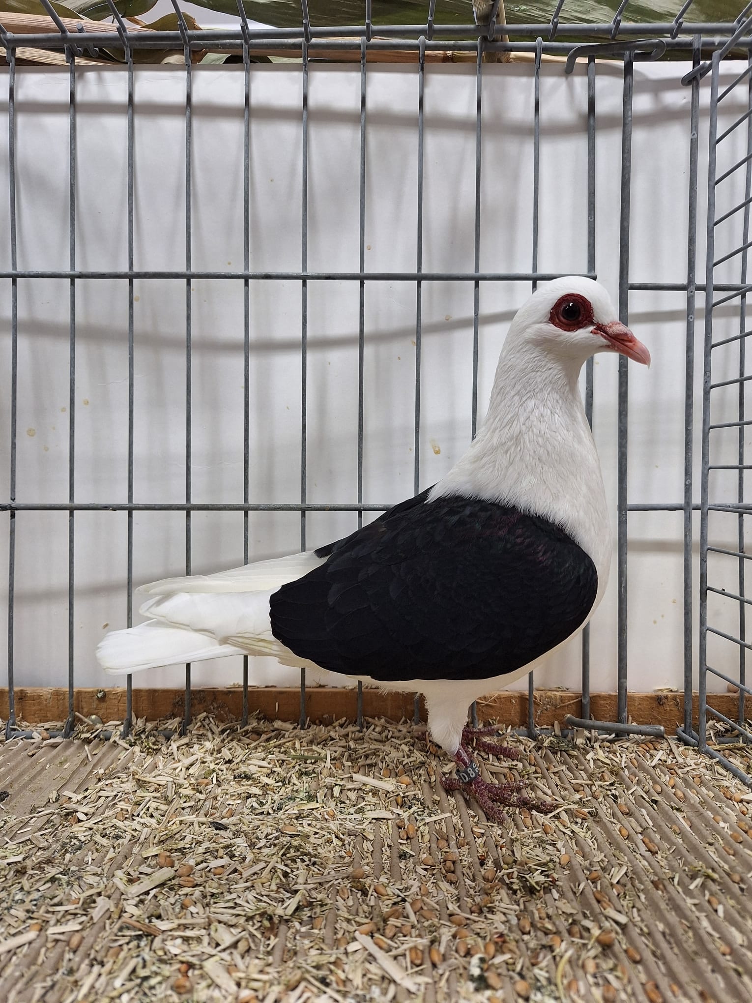 Dölling Albrecht, v 97 SVB, Fränkische Samtschildtauben, schwarz, 0,1 alt
