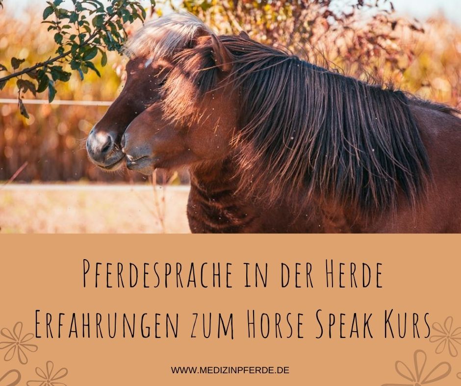 Pferdesprache in der Herde: Erfahrungen zum Horse Speak Kurs