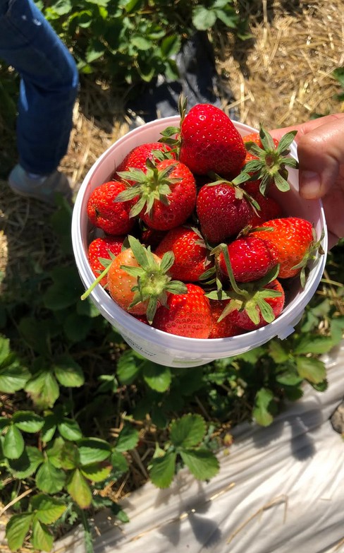 Strawberryfields forever