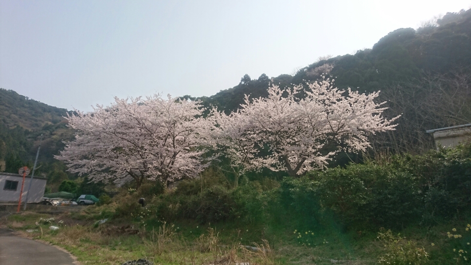 世久見の桜 満開 キレイ