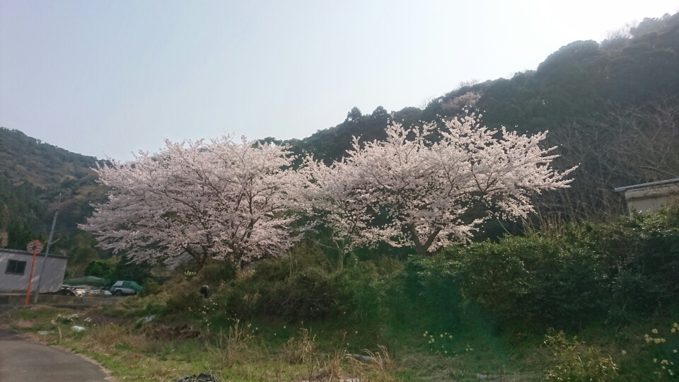 世久見の桜 満開 キレイ