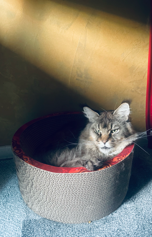 Katzen leben im Hier und Jetzt 