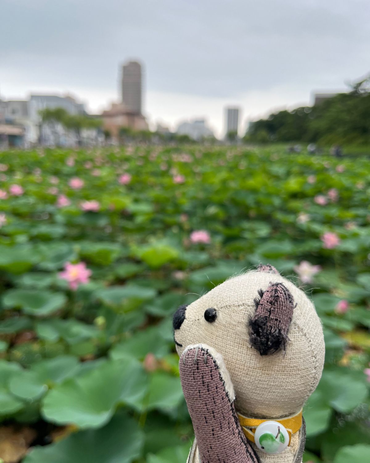 千秋公園の蓮池