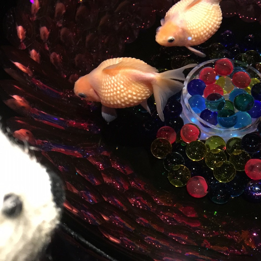 アートアクアリウムで金魚さんをみて