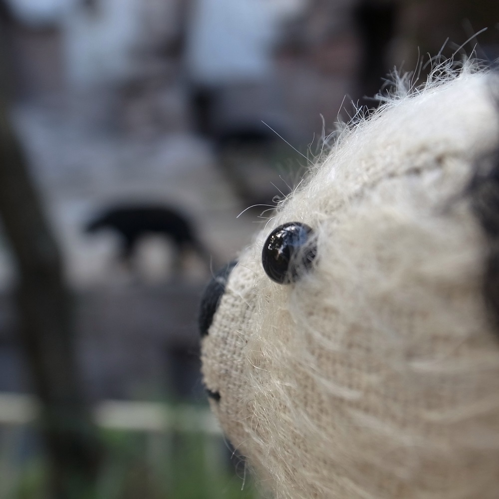 ツキノワグマさん