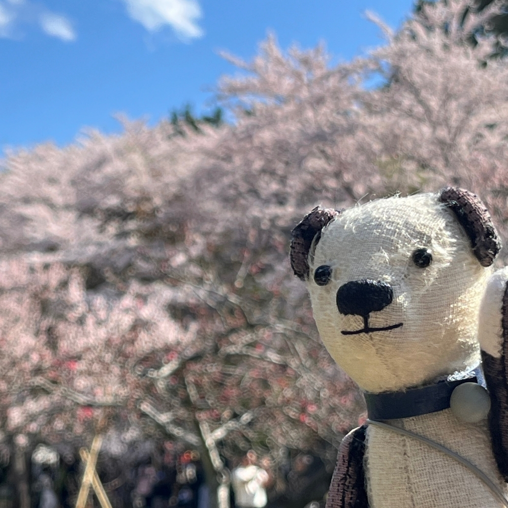 ソメイヨシノ満開