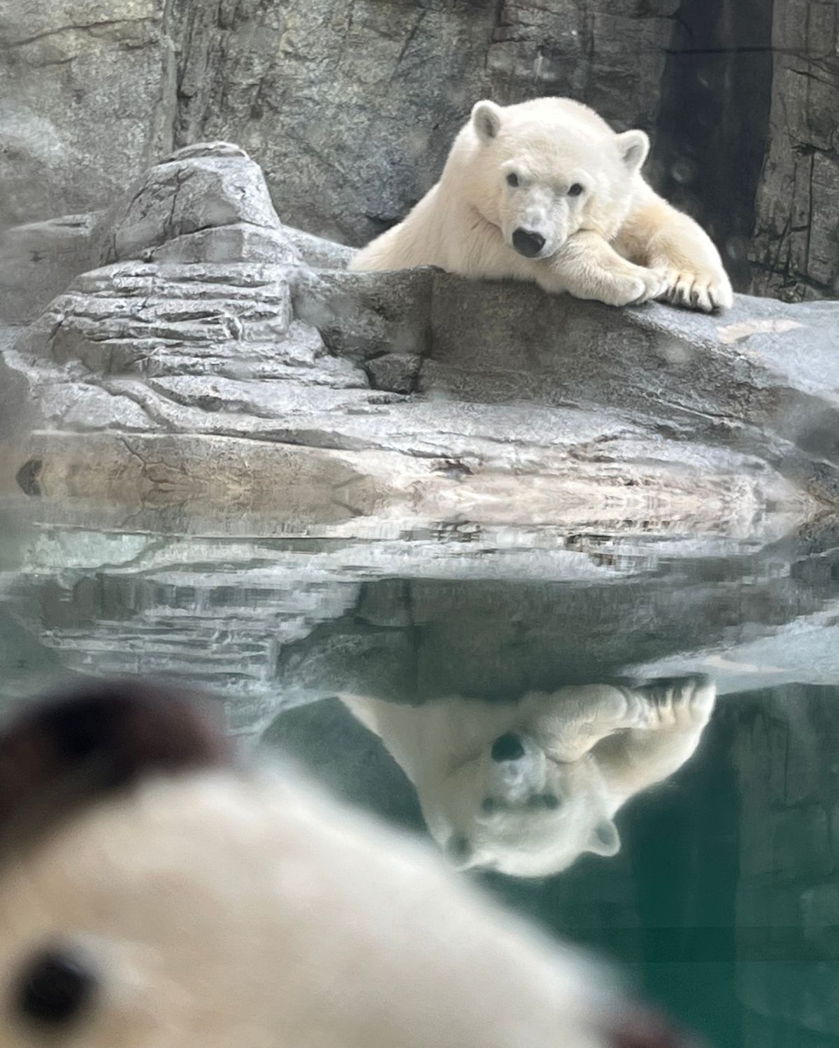 モモ太に会いに！