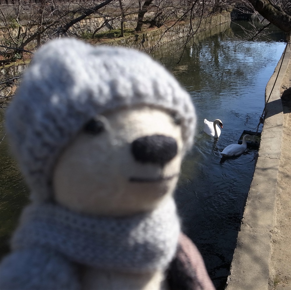 倉敷川には白鳥さんがいたよ