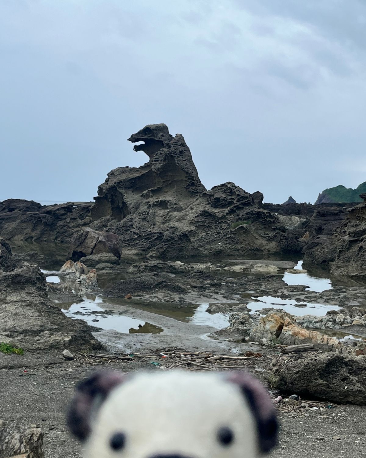 ちかくまでいけた