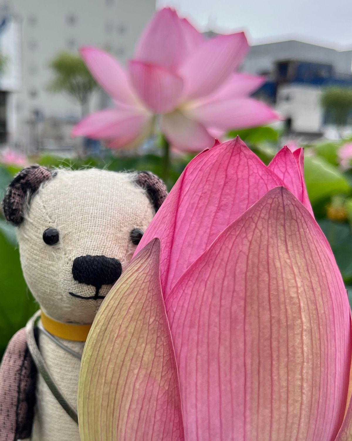 きれいな蓮の花がいっぱい咲いて