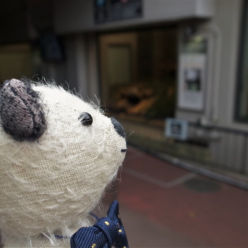 シャン子ちゃーん