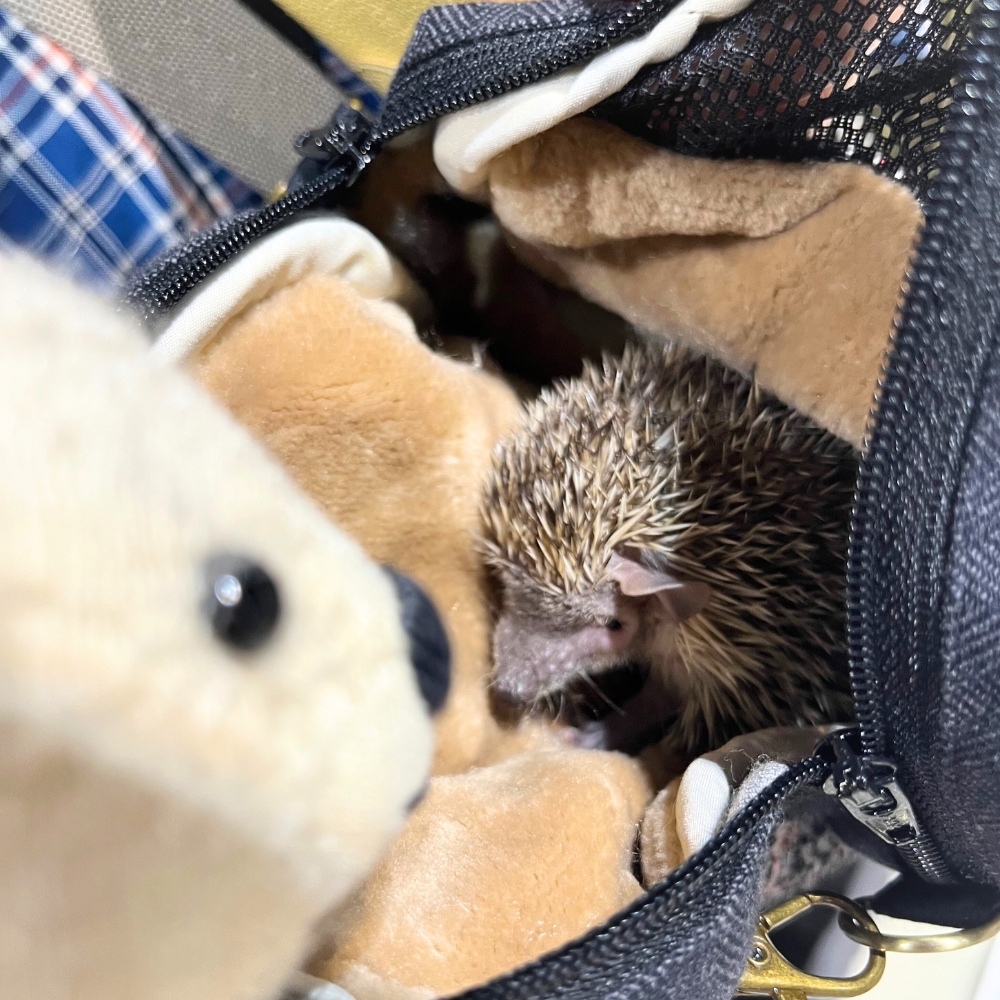 ヒメハリのはちわれちゃん