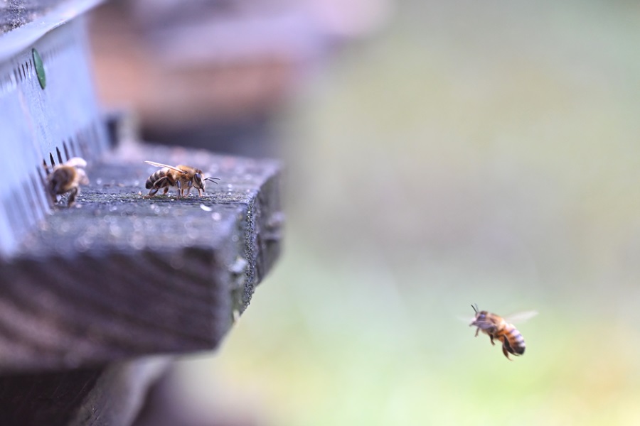 Abeille en vol - photo de Laetitia Delétang