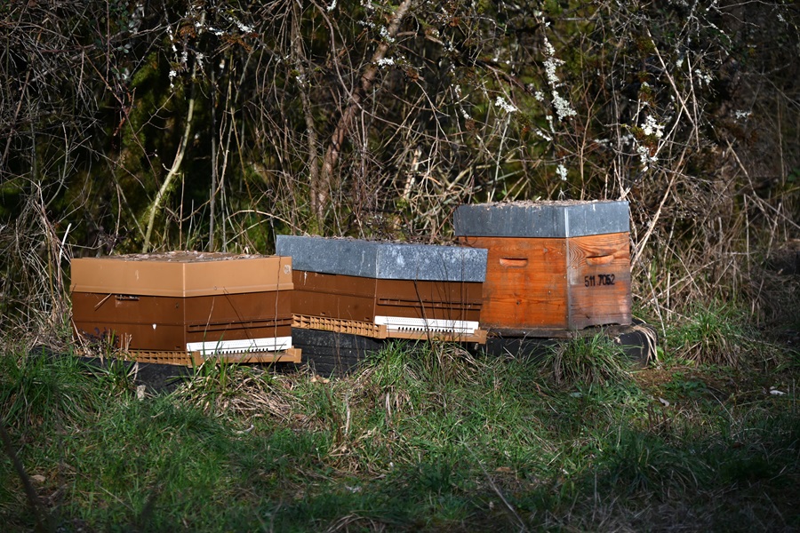 Photos de ruches - Laetitia Delétang