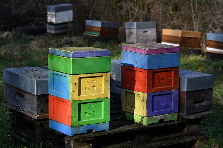 Ruches en couleur - Photo Laetitia Delétang