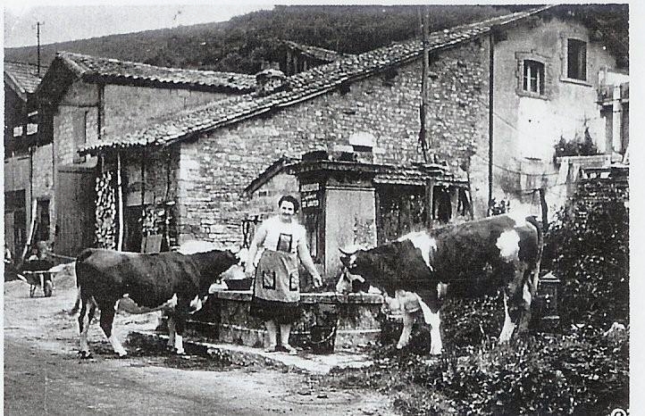 Cuisiat abreuvoir rue principale Marie Feaud et ses vaches