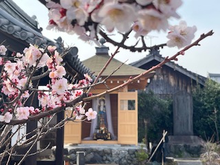梅が咲きました