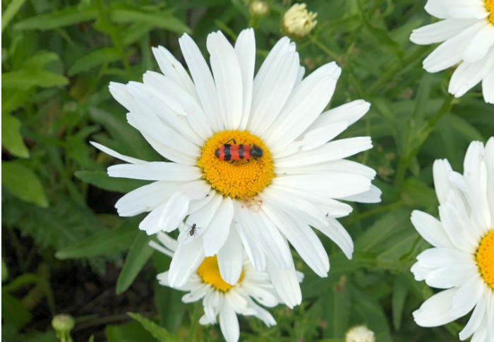 Der Bienenkäfer