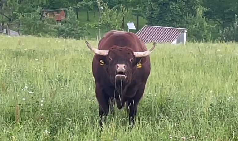 Was ist das für ein Geschrei?