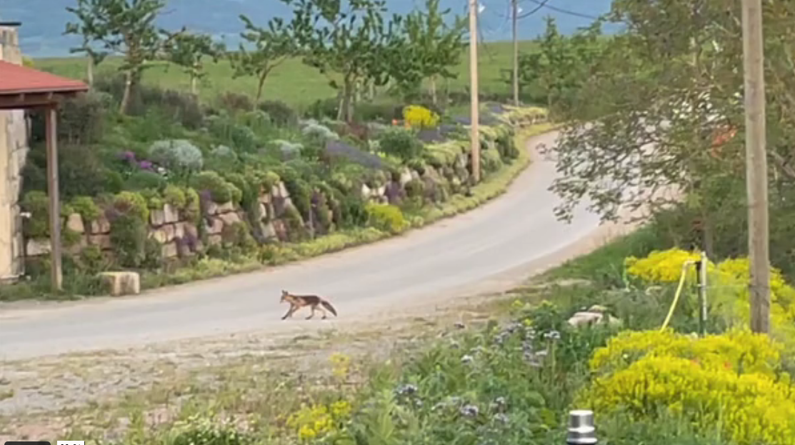 Familie Fuchs auf dem Homburger Hof