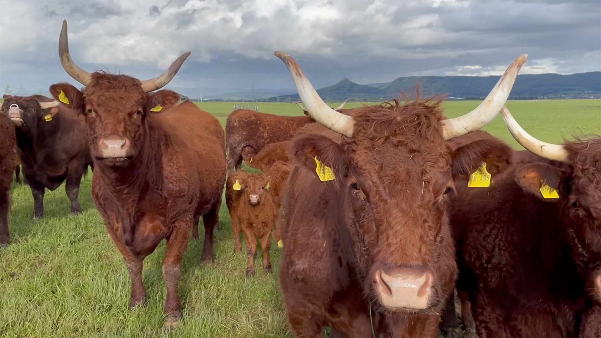 Rind & Regenbogen – Idylle auf dem Homburger Hof