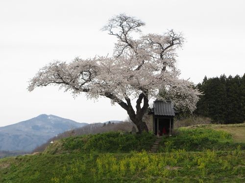 　　　　　　　　　　小沢の桜　樹齢100年以上