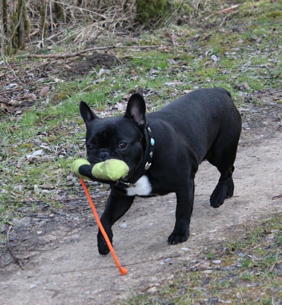 Black Cooper tut für Leckerlies alles
