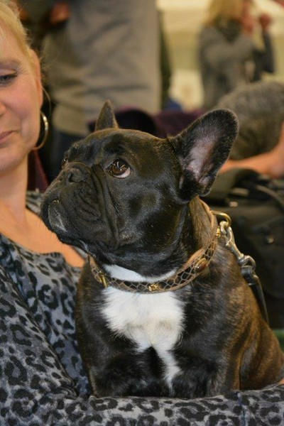 CACIB Nürnberg 2016