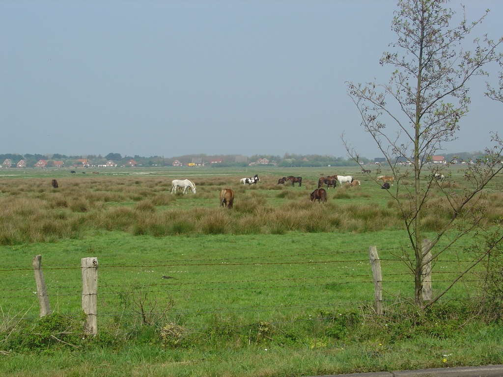 Ferienwohnung Kiebitznest Borkum