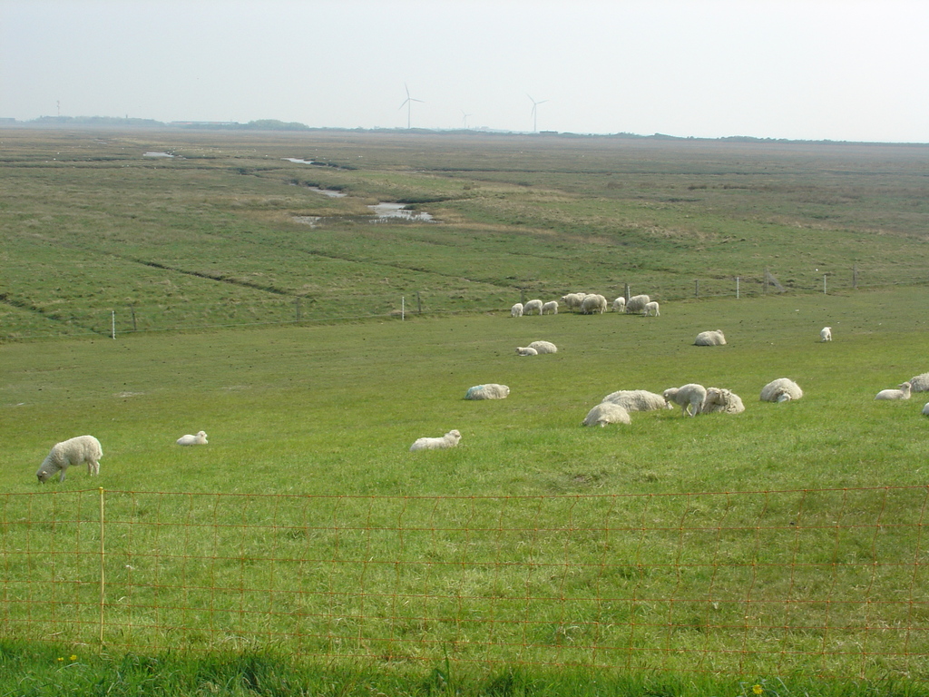 Ferienwohnung Kiebitznest Borkum