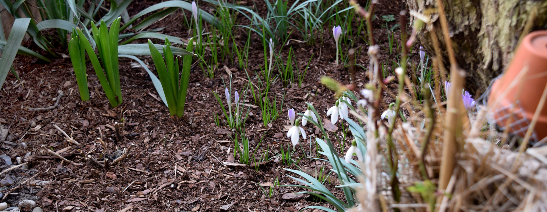 de curae | tiny urban garden during spring – Thorsten Schlesinger