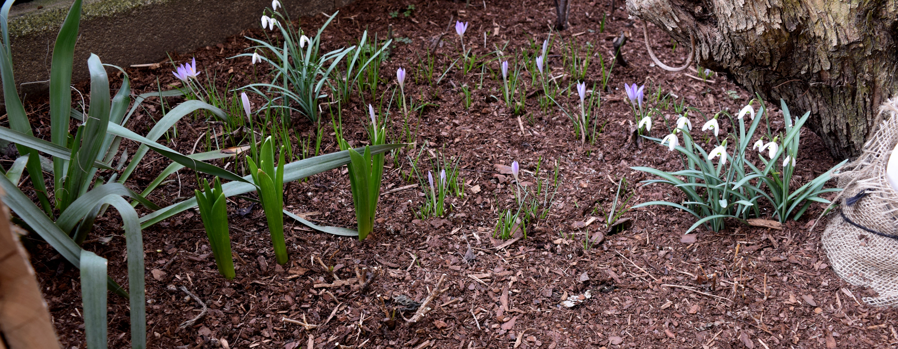 de curae | tiny urban garden during spring – Thorsten Schlesinger