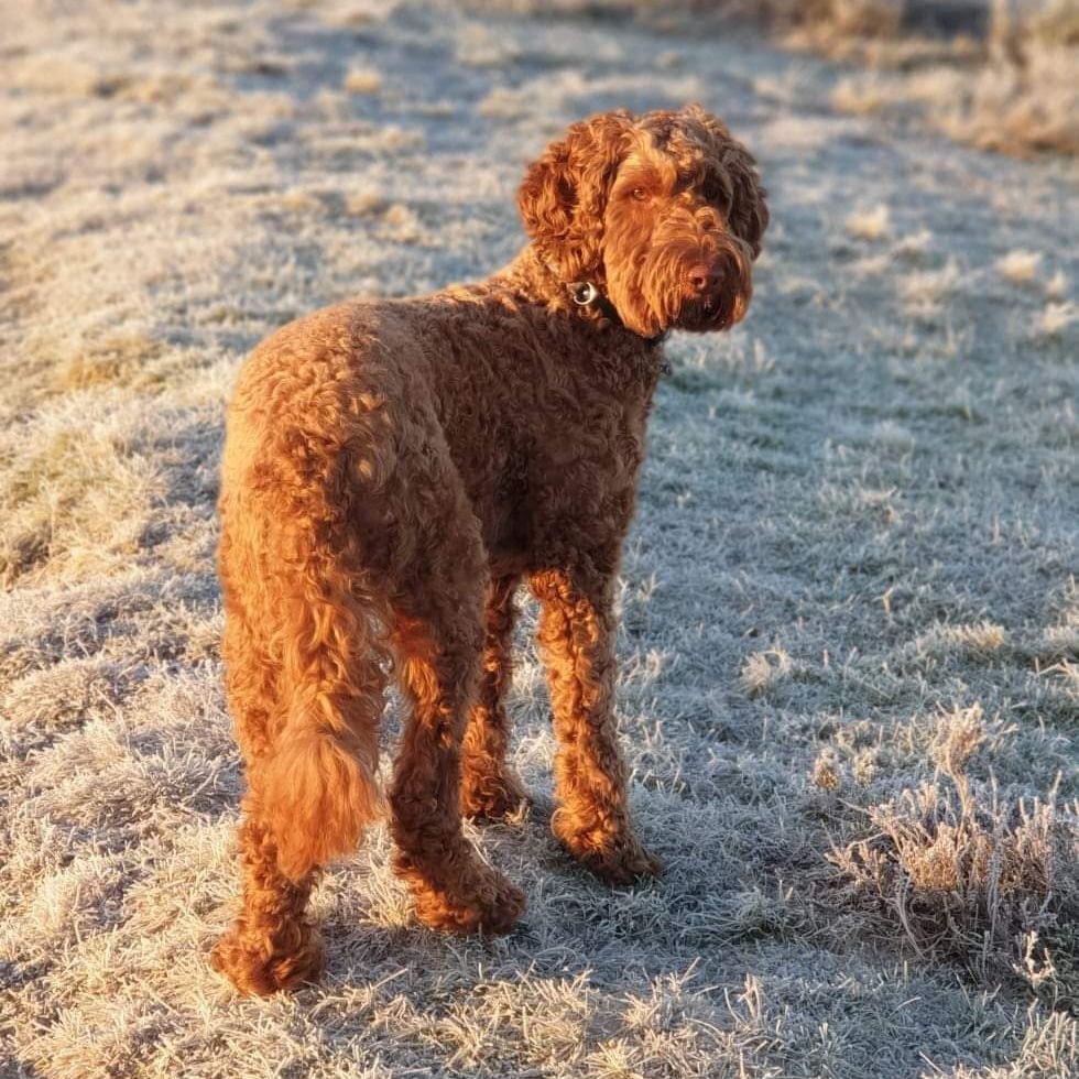 Van D'IJssel Cobbers Proud Lizzie 