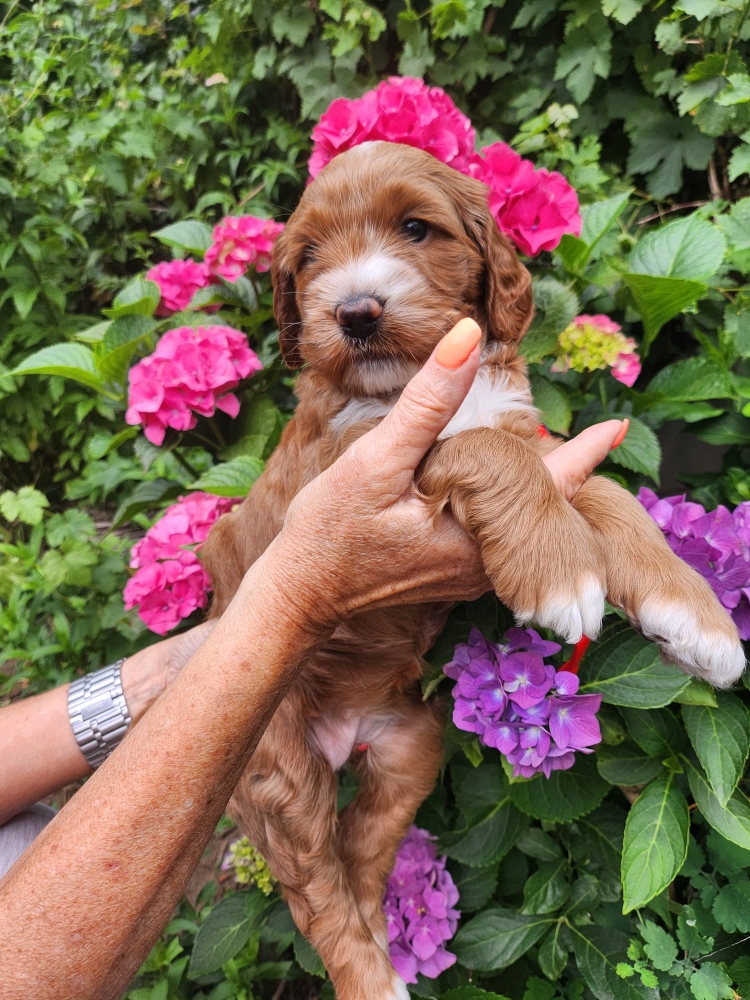 Dit is Van D'IJssel Cobbers Sarah,  haar hebben we aangehouden voor de toekomst.  Geweldig mooi en lief meisje 🥰🍀