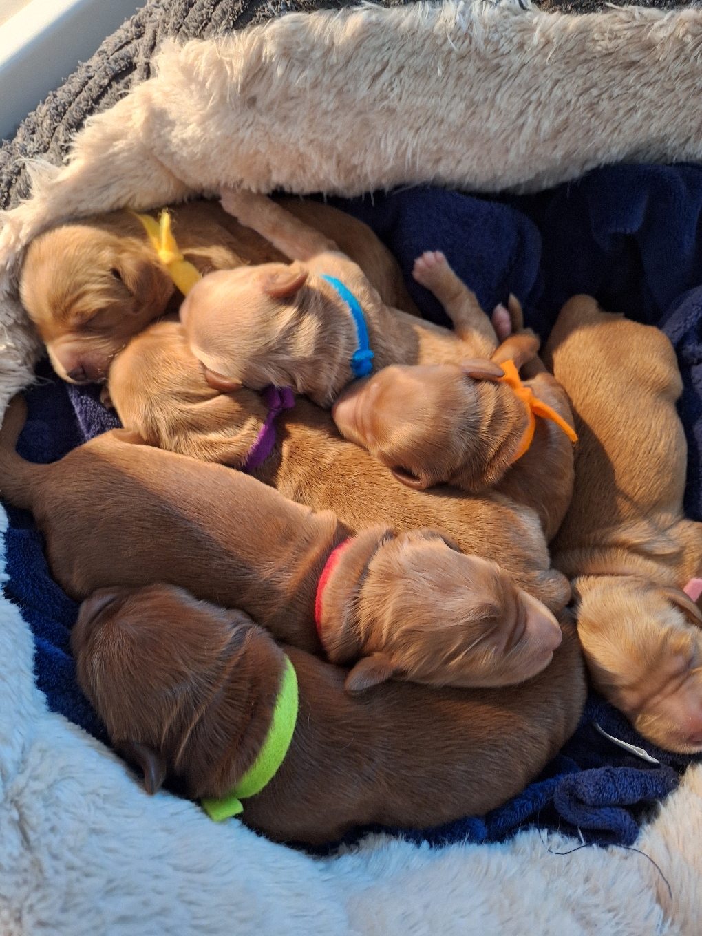 Een mandje geluk.... pups Sarah & Bert 10-10-2025 🍀😍🥰🐾
