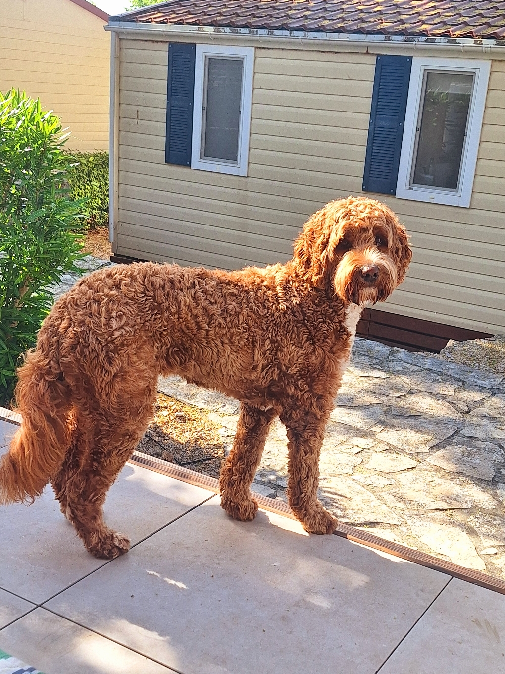 Sarah, lieve , grappige boef! Slim, goed luisteren, en heel aanhankelijk. Sarah is 2 jaar oud, en is helemaal gekeurd volgens de regels vd de MDBA.  En wanneer ze loops word, mag ze op date, en hopen we dat ze mooie pups zal krijgen. Maar dat bepaald de natuur. Dat zou betekenen dat er voor eind vd dit jaar een nestje pups komt waar nog voor kan worden ingeschreven. De reu die we hiervoor in willen zetten is nog niet helemaal duidelijk,  ik twijfel nog, maar zodra ik het weet zal ik dat hier bekend maken. Ik verheug me hier weer enorm op!! 🥰🍀🐾