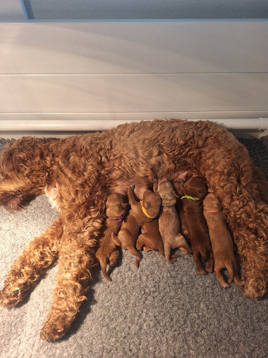 Onze Lovely Sarah is op 10 oktober bevallen van 7 prachtige pups.... 4 teefjes en 3 reutjes . Er stonden al 5 gezinnen op de wachtlijst,  dus er zijn nog 2 pups beschikbaar. 1 reutje en 1 teefje. Verwachte , uiteindelijke grote van de pups, is grote medium,  met een uitschieter naar Standaard. Heb je interesse,  voldoende tijd, zeker in december..... hoeft de pup niet ( vaak) alleen te zijn door werk, etc..... neem dan contact op via het contactformulier of bel 0648385450