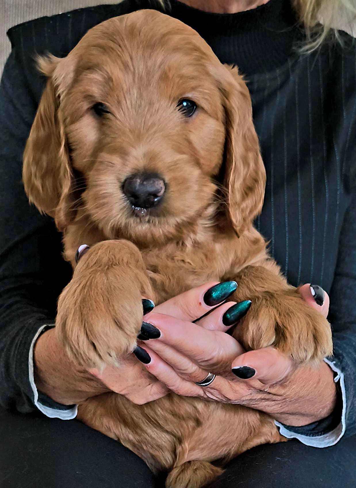 Wij hebben door omstandigheden van een gezin, een prachtig teefje beschikbaar. Ze heeft zoals het hele nestje trouwens een super fijn karakter. Ze zal een losse wavy vacht krijgen, en ze is de grootste dame uit het nestje. Verwachte grote zal grote medium tot standaard zijn. Een unieke kans om zo'n prachtige Cobberdog in je gezin te krijgen. Ze mag het nest al snel verlaten, rond 5 december..... 😍🍀🐾