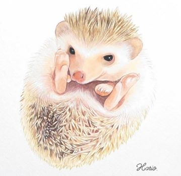 作家さん - 日本ハリネズミ協会™