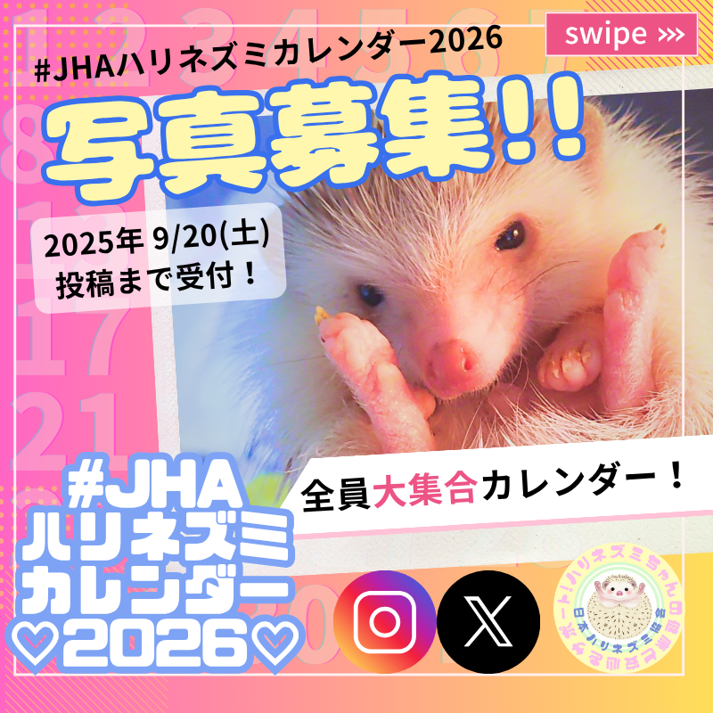 ハリネズミ 楽天市場】ケーセン ぬいぐるみ kosen ハリネズミ（大）はり