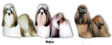 los shih tzu cambian de color