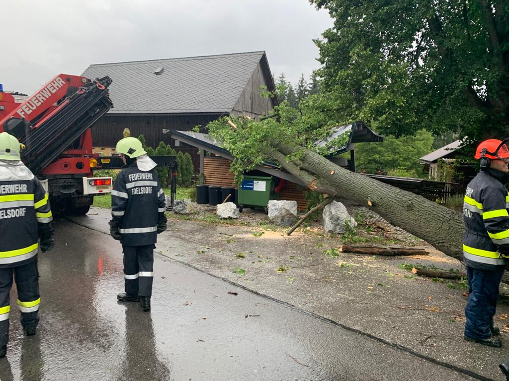 T01 - Baum auf Carport