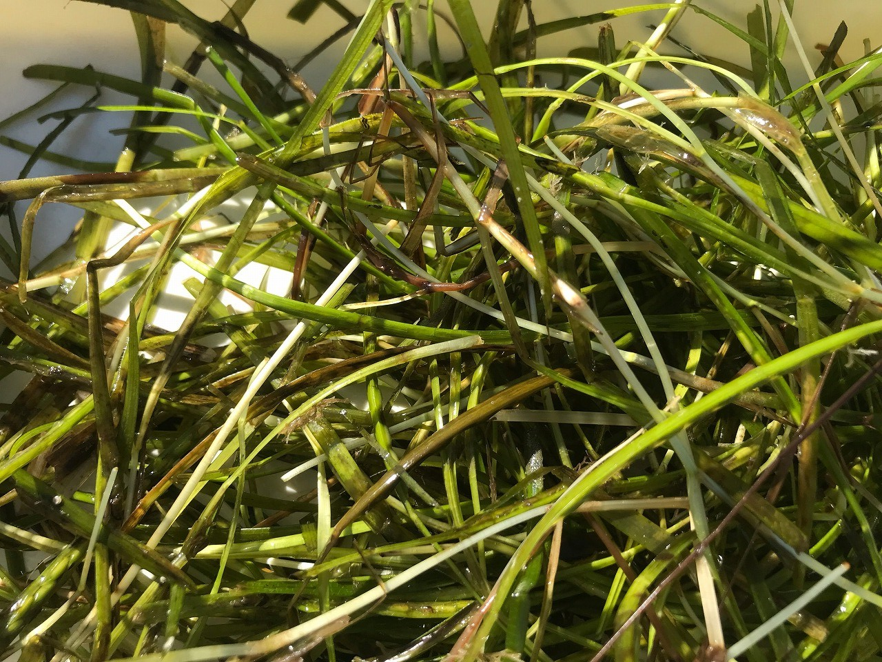アマモの花枝を採集しました