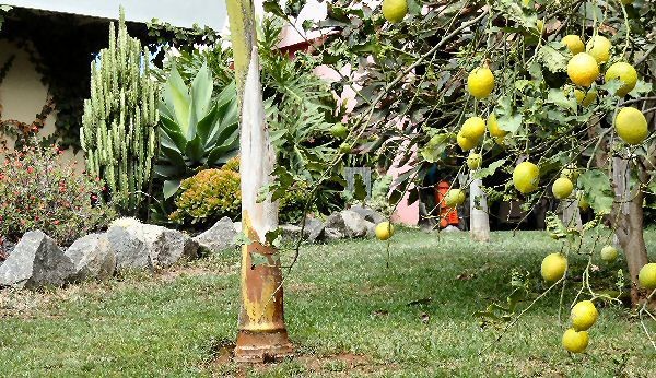 Zitronen im Garten