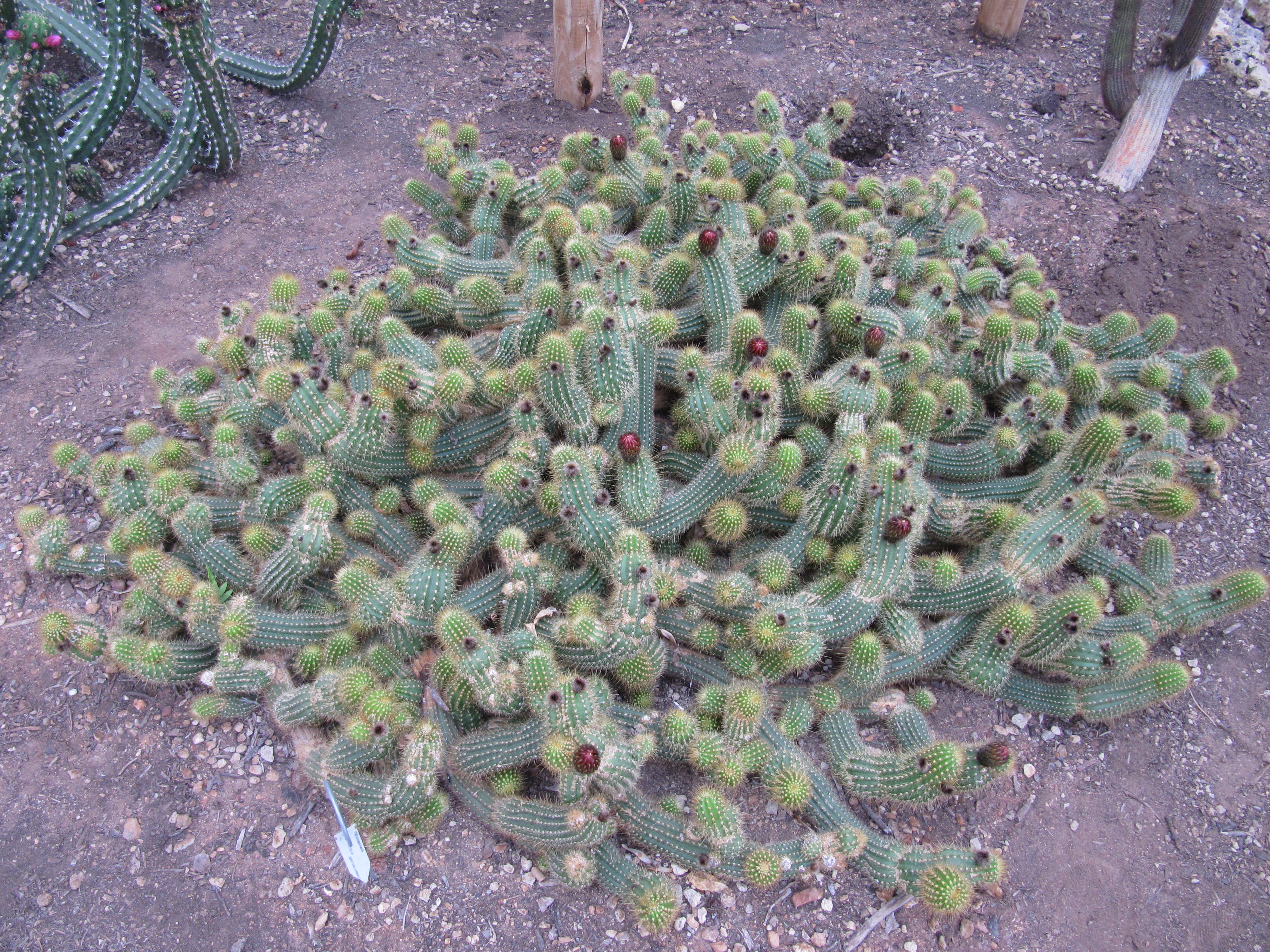 kentia palme kaufen 160 cm Howea forsteriana (Kentiapalme) kaufen