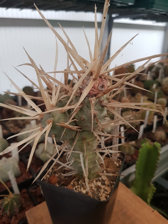 réf:831 Tephrocactus Articulatus var Papyracanthus