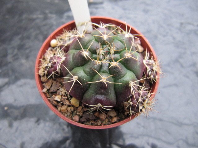 Gymnocalycium Damsii v. Tucavocense