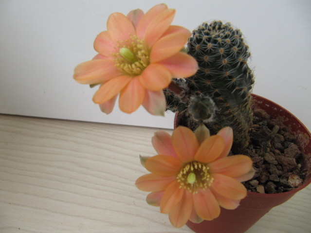 Rebutia Pygmaea vihangei RH 518