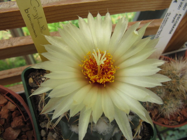 Coryphantha Bumamma